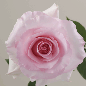 ROSE CHRISTA - 40 CM